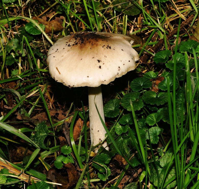 Шампиньон Луговой Agaricus Campestris