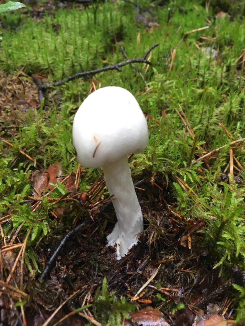 Несъедобные грибы Нижегородской области