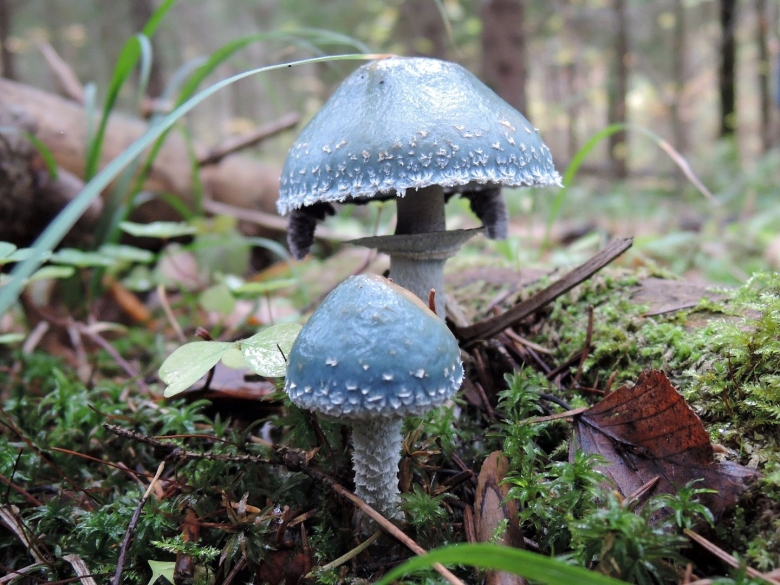 Гриб строфария сине зеленая