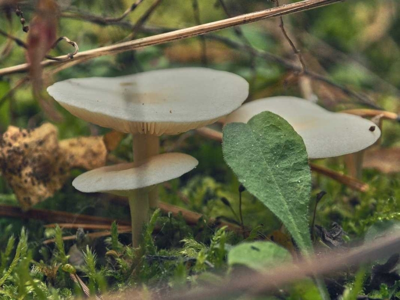 Луговая поганка гриб