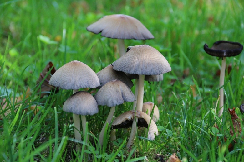 Навозник гриб съедобный