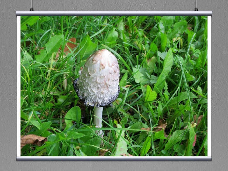 Луговой белый гриб