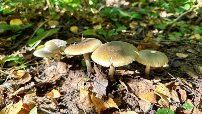 Гриб поганка