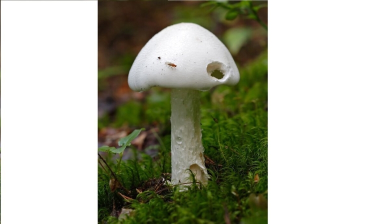 Луговая поганка гриб