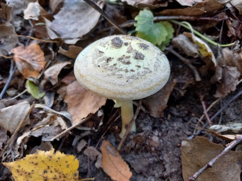 Бледная поганка