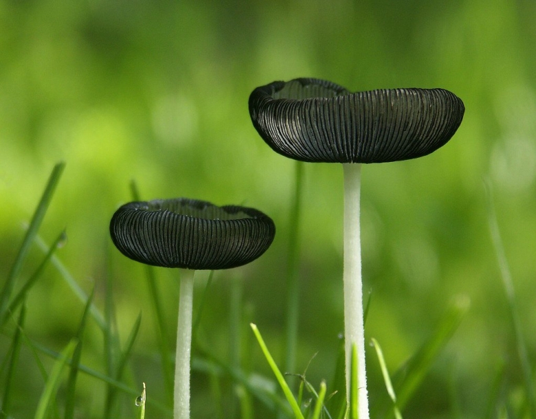 Поганка обыкновенная