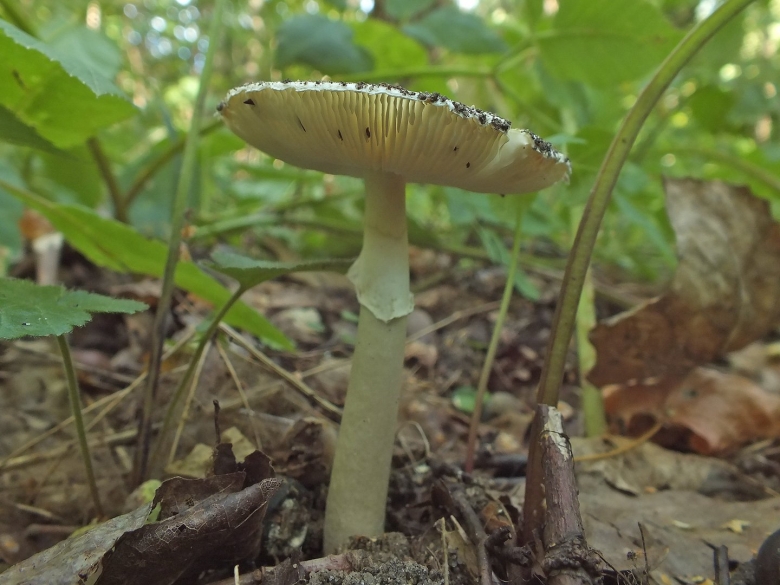 Луговая поганка гриб