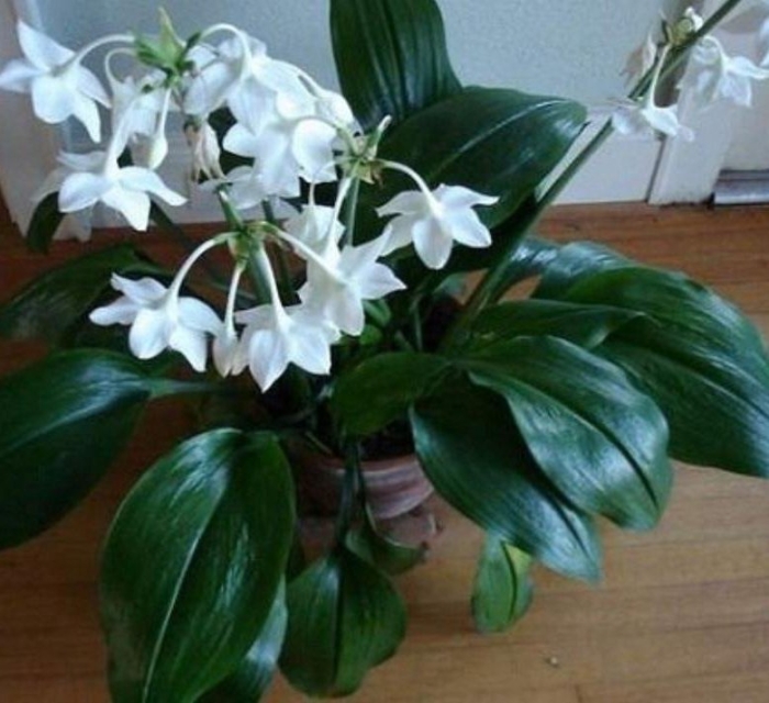 Эухарис амазонская лилия