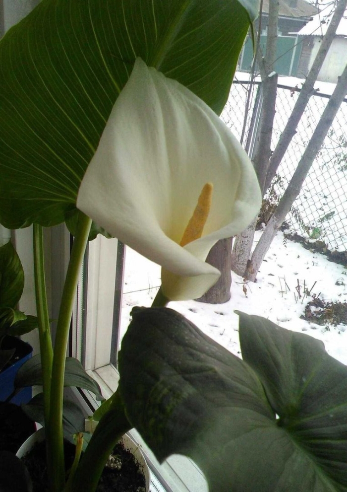 Калла эфиопская белокрыльник