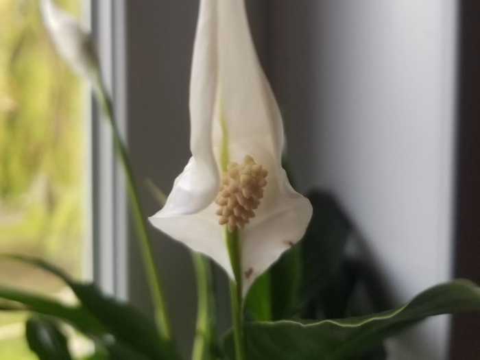 Женское счастье спатифиллум