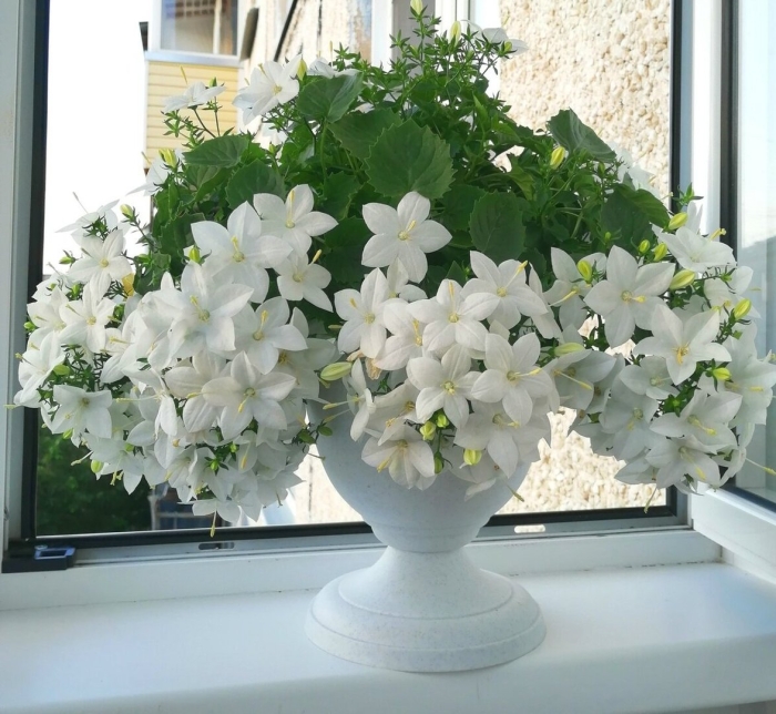 Кампанула альба