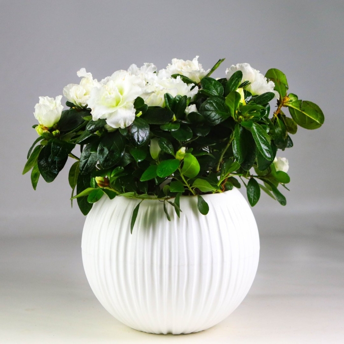 Азалия индика белая