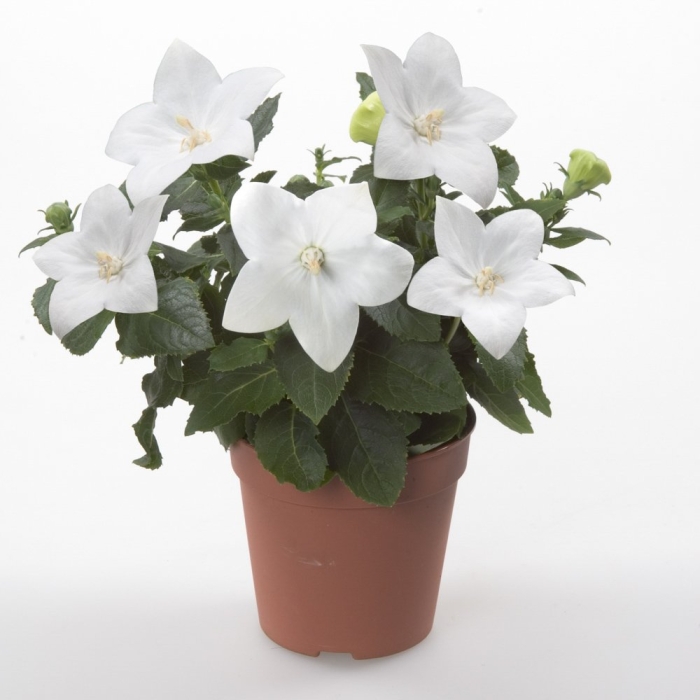 Платикодон астра уайт