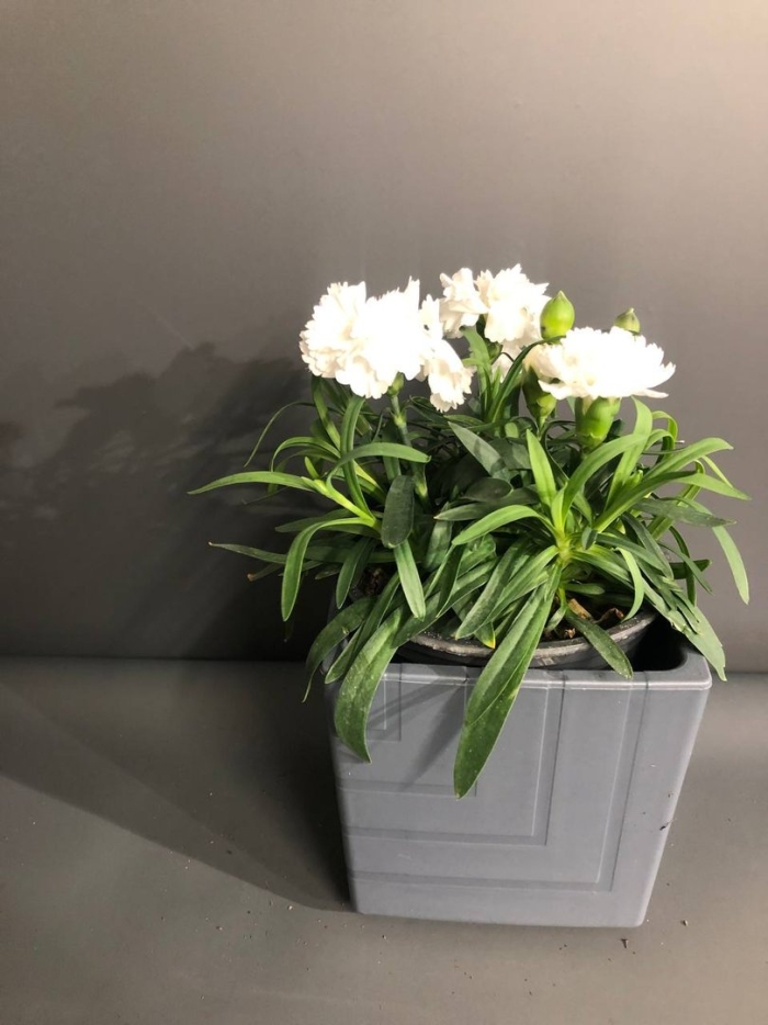 Диантус белые