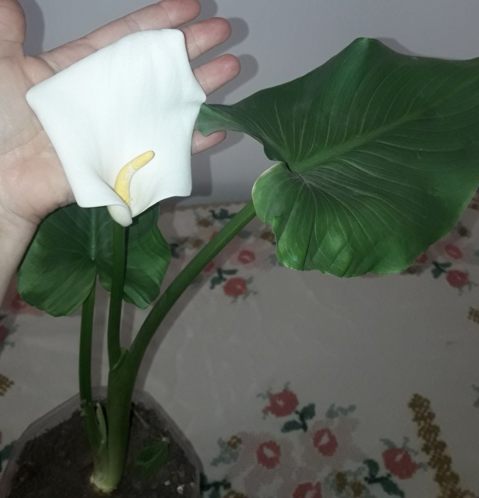 Калла белая комнатная