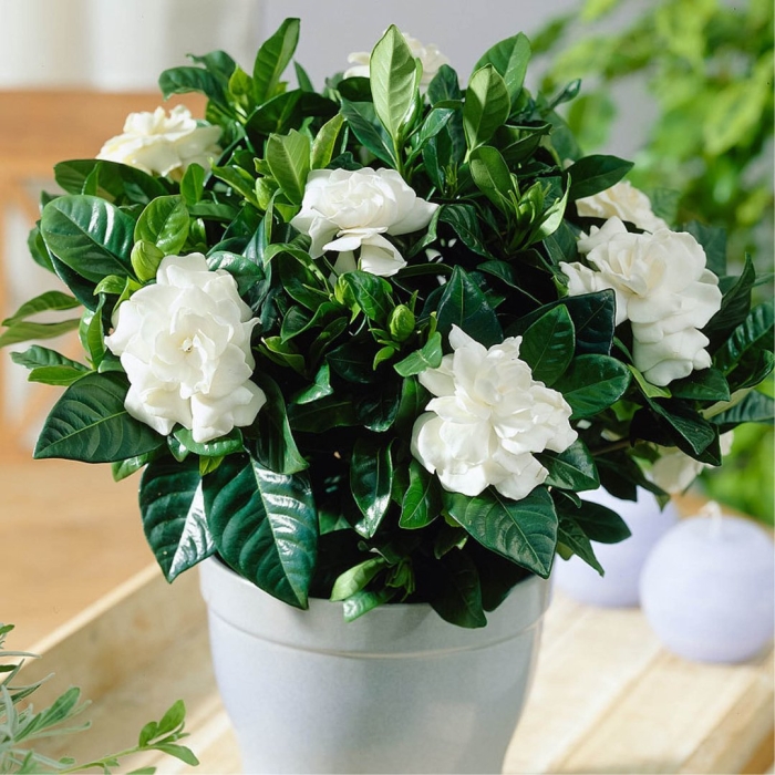 Цветок гардения жасминовидная