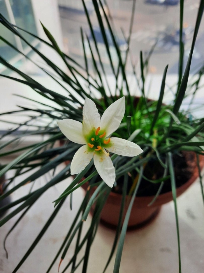 Зефирантес выскочка