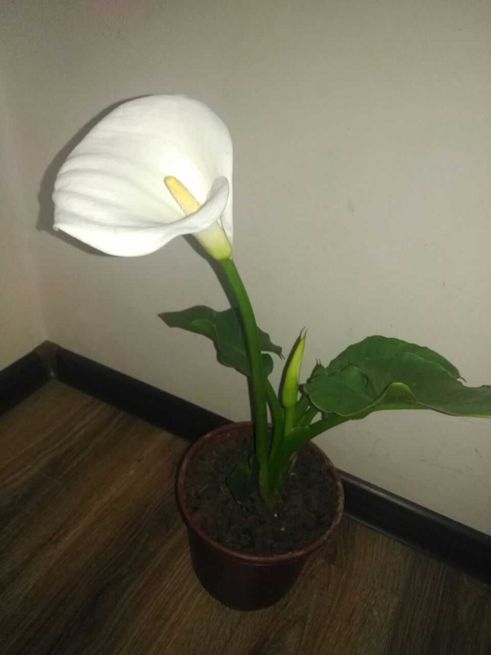 Калла эфиопская зантедеския