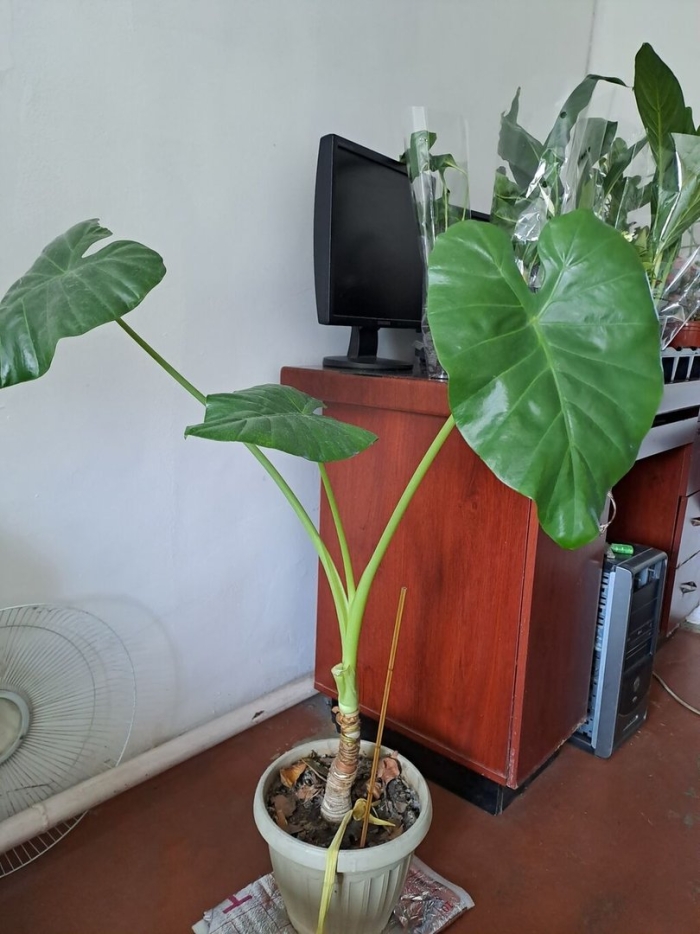 Растение алоказия крупнокорневая