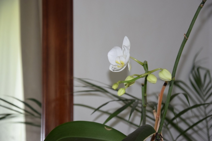 Орхидея фаленопсис кандела