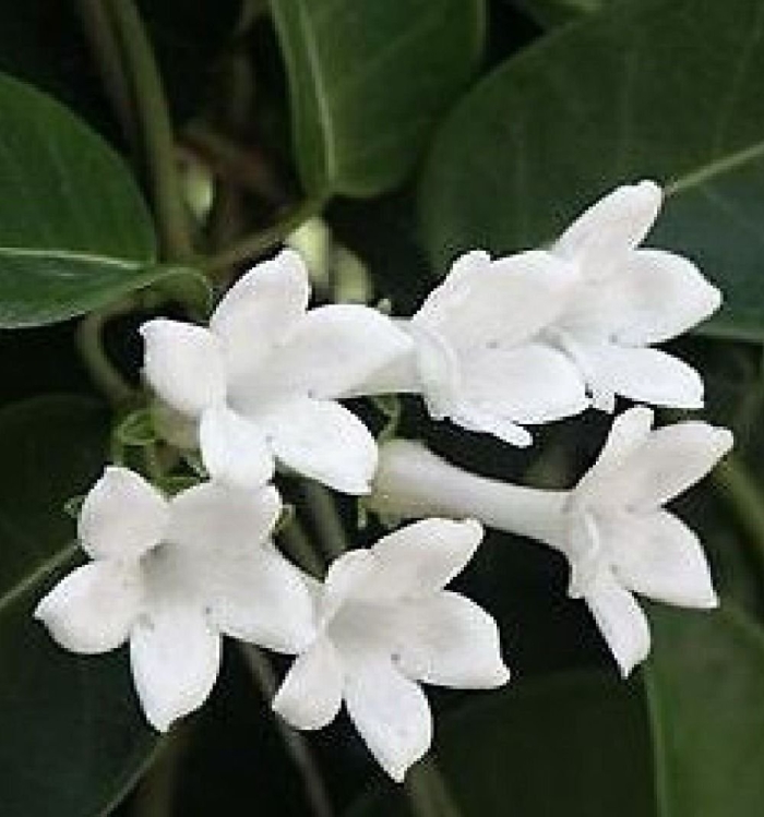 Stephanotis floribunda