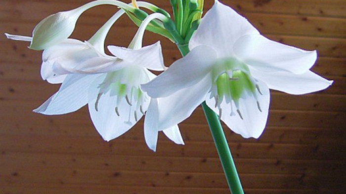 Амазонская лилия эухарис