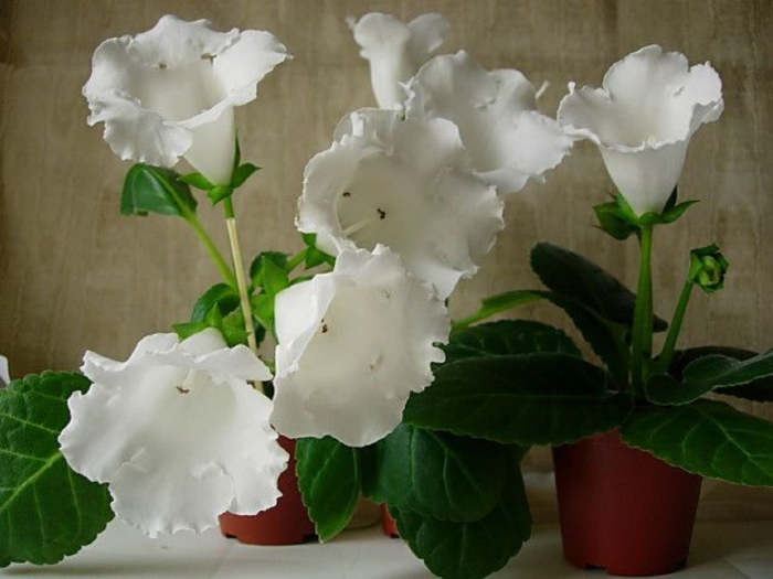 Глоксиния аванти белая