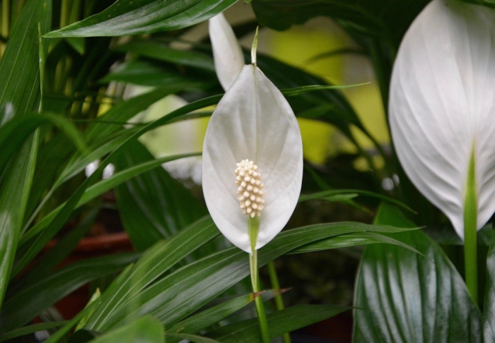 Спатифиллум (peace lily)