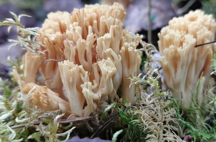 Гриб оленьи рожки