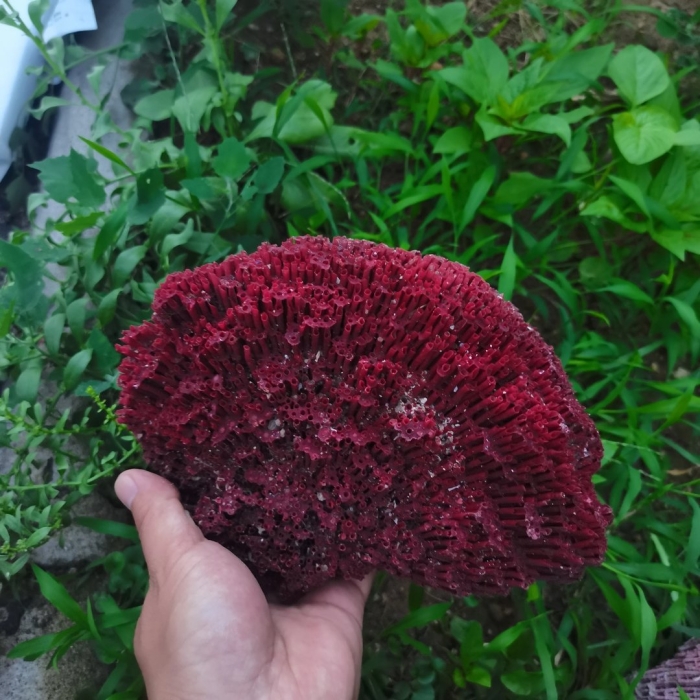 Целозия гребенчатая