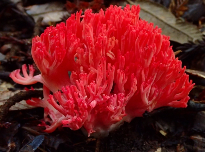 Ramaria araiospora