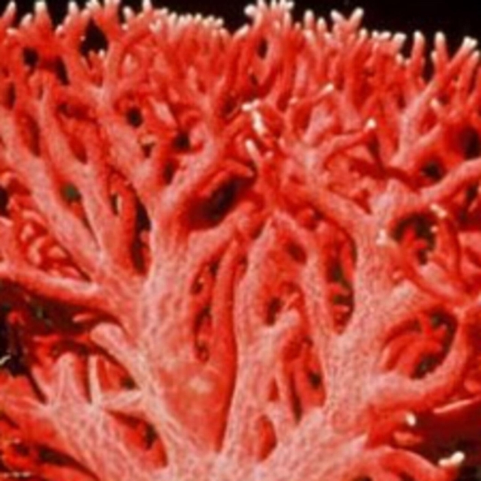 Красный коралл кишечнополостные