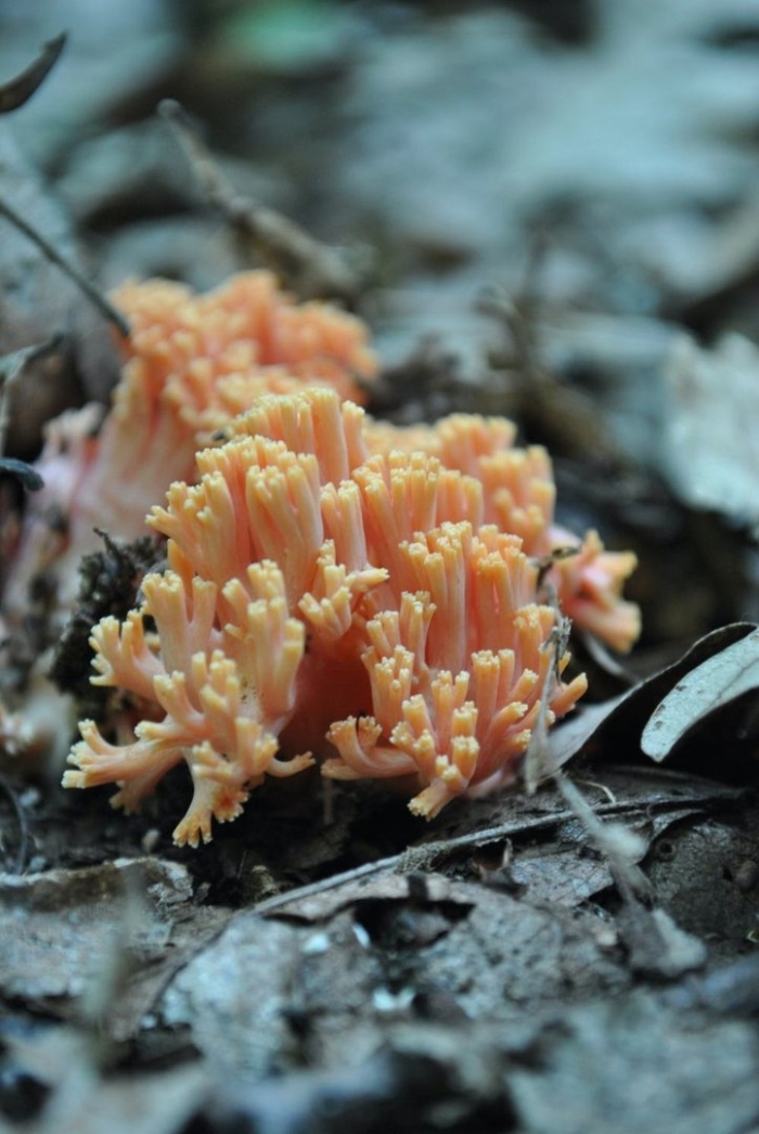 Коралловидный гриб
