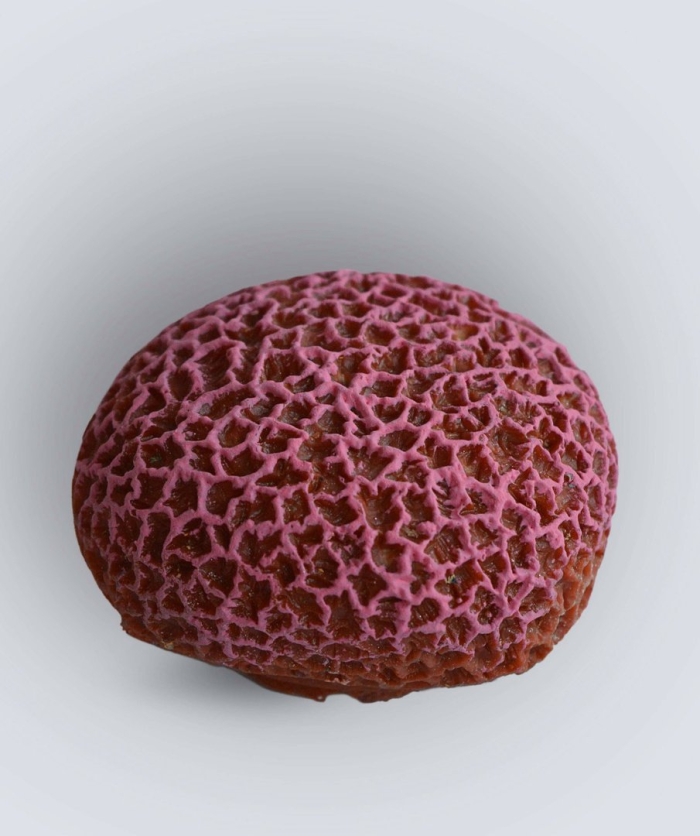 Коралл мозговик