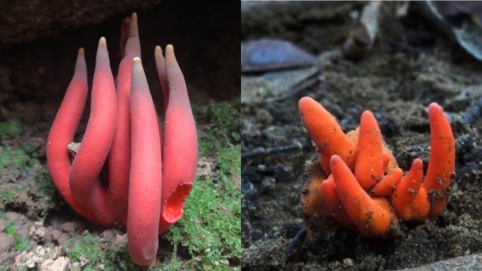 Гриб коралловый