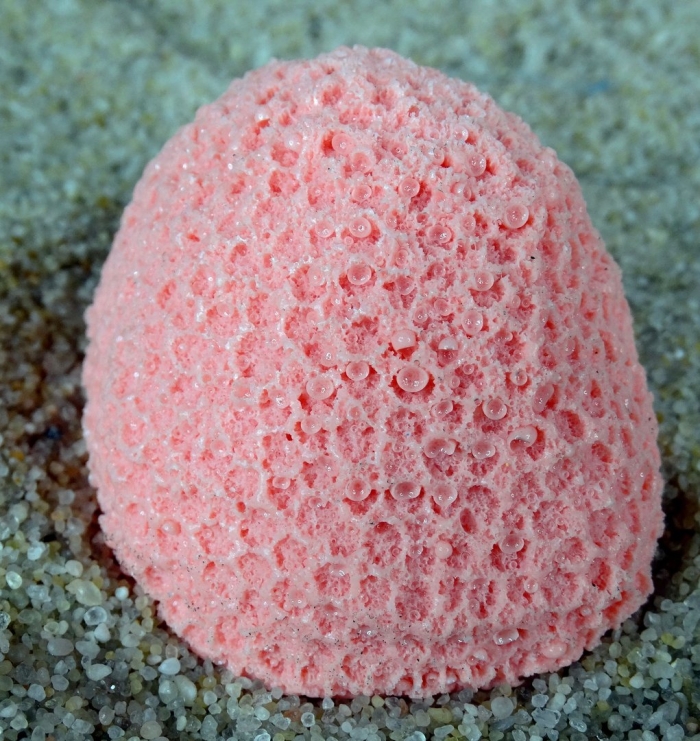 Морская губка euplectella