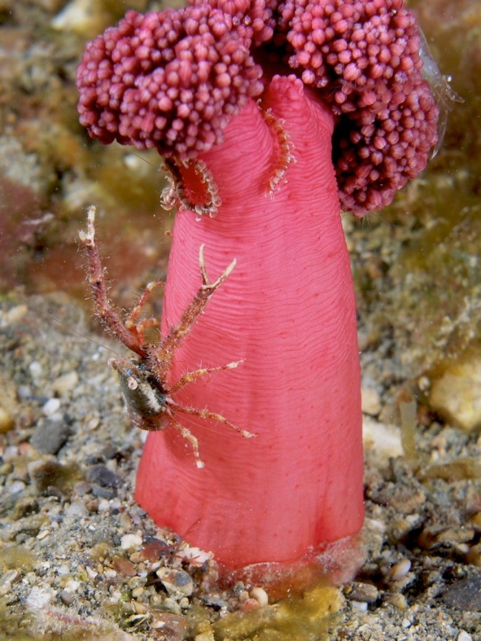 Актинии и рак отшельник