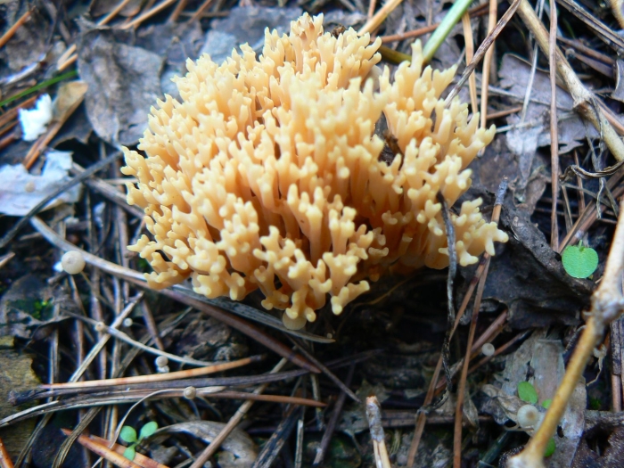 Оленьи рожки гриб баран