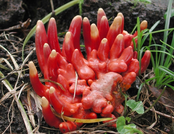 Гриб podostroma cornu-damae