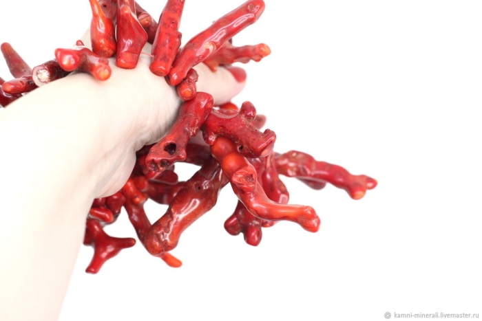 Красные кораллы