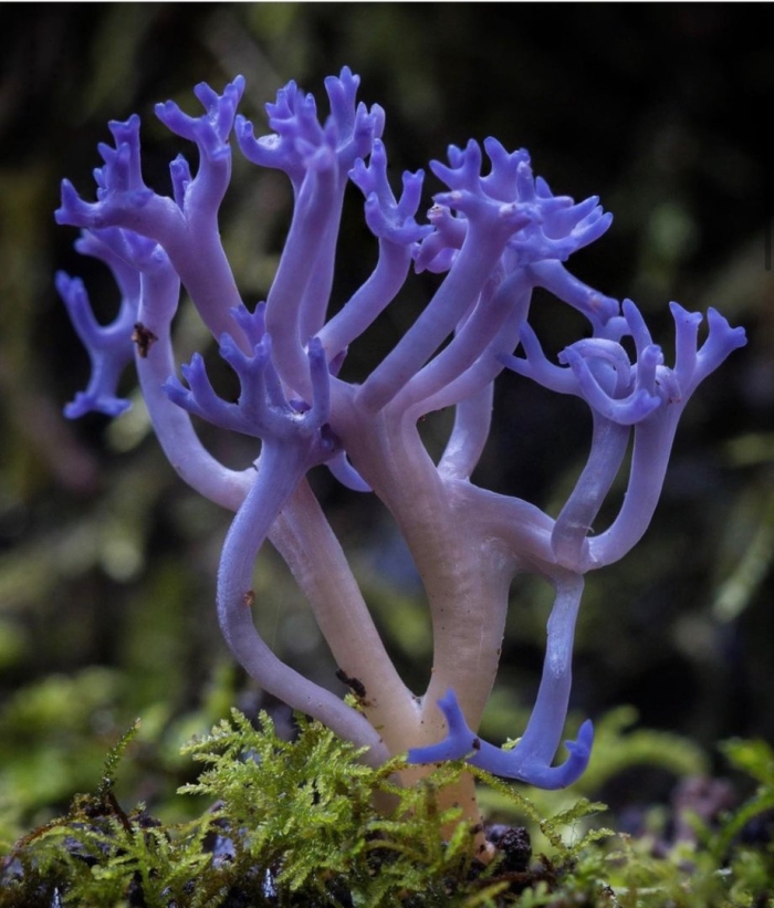 Клавария бледно бурая