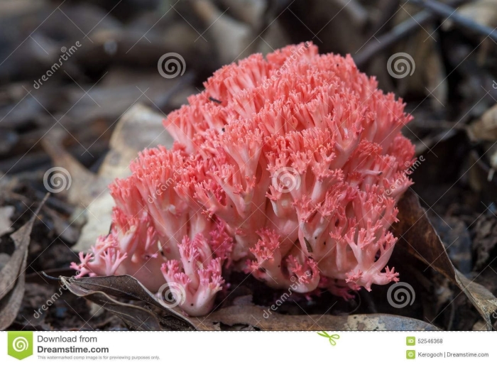Коралловый рогатик гриб