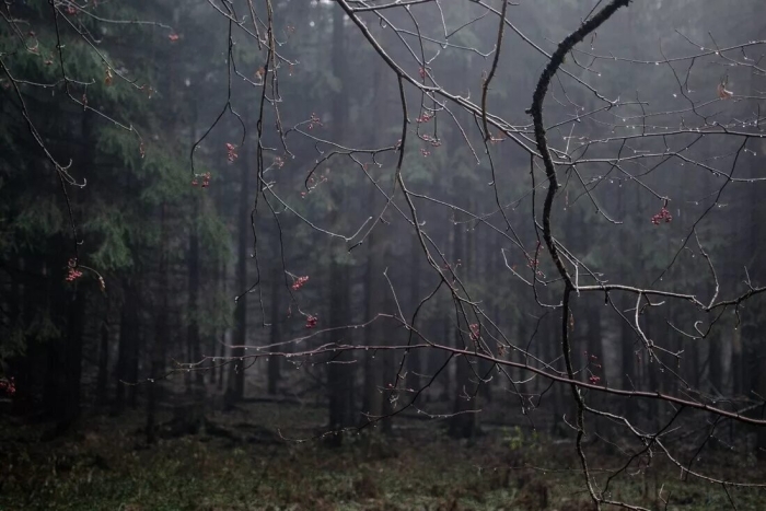 Лес после дождя