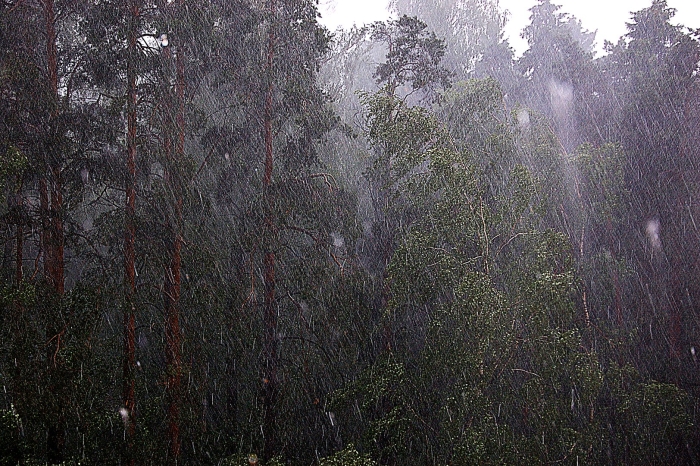Дождь в лесу