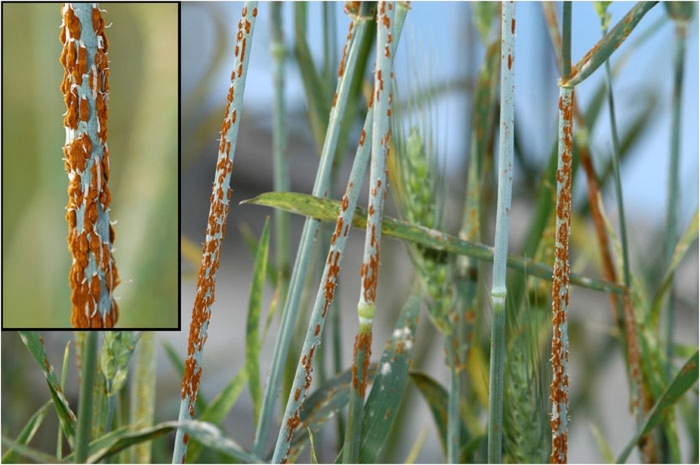Бурая ржавчина (puccinia triticina)