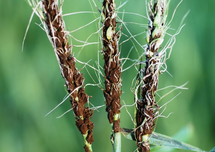 Пыльная головня (ustilago tritici)