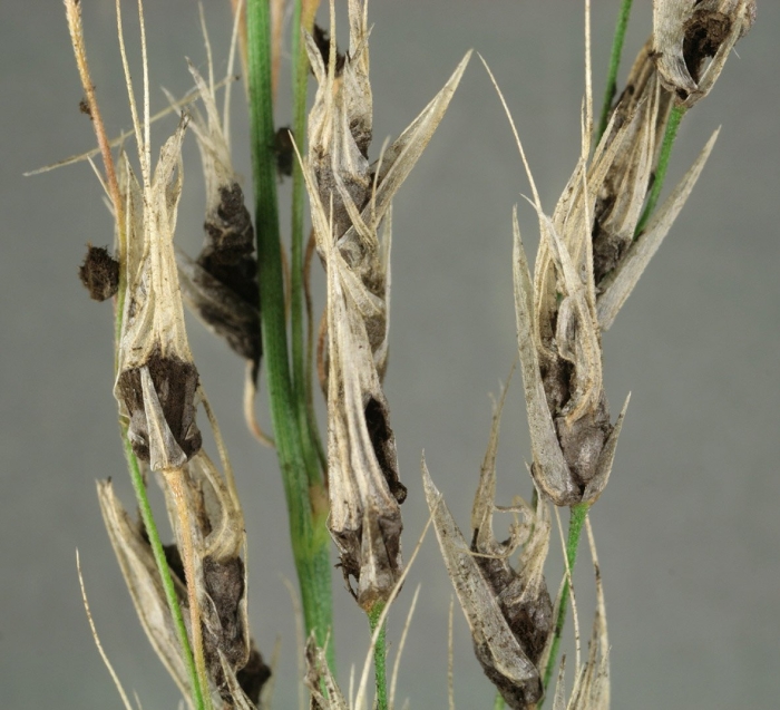 Спорынья claviceps purpurea tulasne