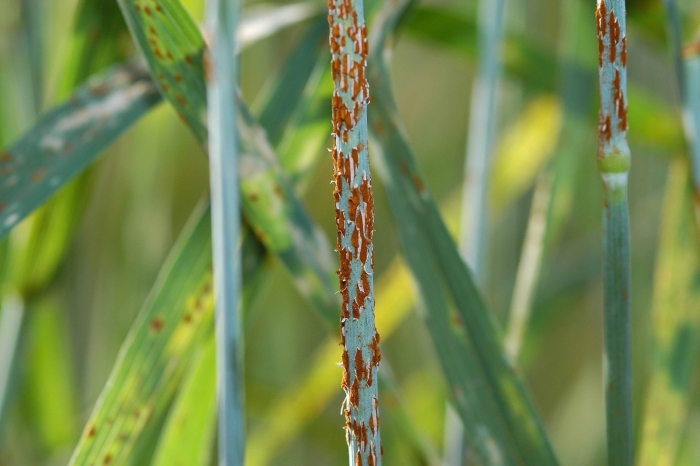 Бурая ржавчина (puccinia triticina)