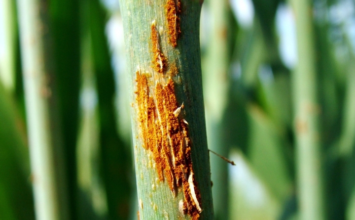 Puccinia graminis wheat rust
