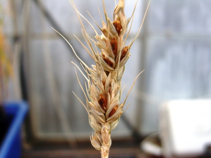 Головня на колосе пшеницы